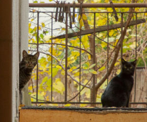 Koty Jarka nas terroryzują