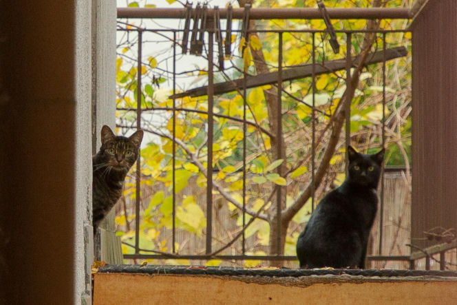 Koty Jarka nas terroryzują