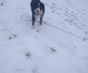 Niesamowita historia berneńczyka z Bydgoszczy! Bella wreszcie wróciła do domu