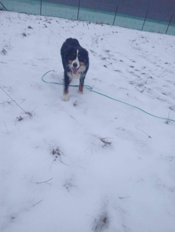 Niesamowita historia berneńczyka z Bydgoszczy! Bella wreszcie wróciła do domu