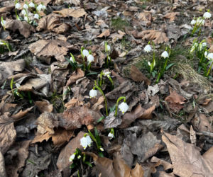 Jeden z najstarszych parków w Polsce budzi się do życia. Wiosna w Parku Saskim w Lublinie