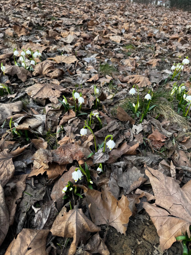 Jeden z najstarszych parków w Polsce budzi się do życia. Wiosna w Parku Saskim w Lublinie