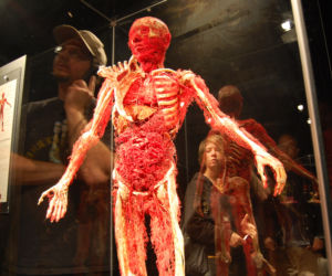 Rzeźby Gunthera von Hagens