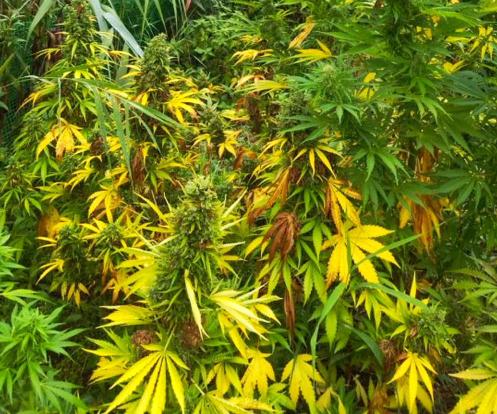 Nielegalne plantacje konopi znalezione pod Mielcem