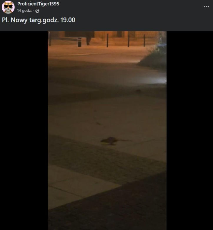 „Obrzydlistwo!” Nagrali to w samym centrum Wrocławia. Mieszkańcy przerażeni tym, co biega po ulicach
