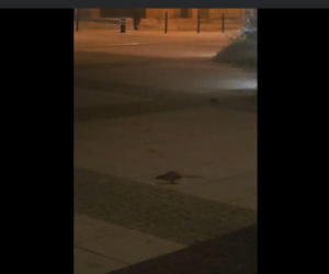 „Obrzydlistwo!” Nagrali to w samym centrum Wrocławia. Mieszkańcy przerażeni tym, co biega po ulicach