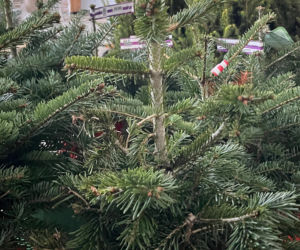 Choinka po świętach nie musi trafić na śmietnik. Lublin daje drzewkom drugie życie