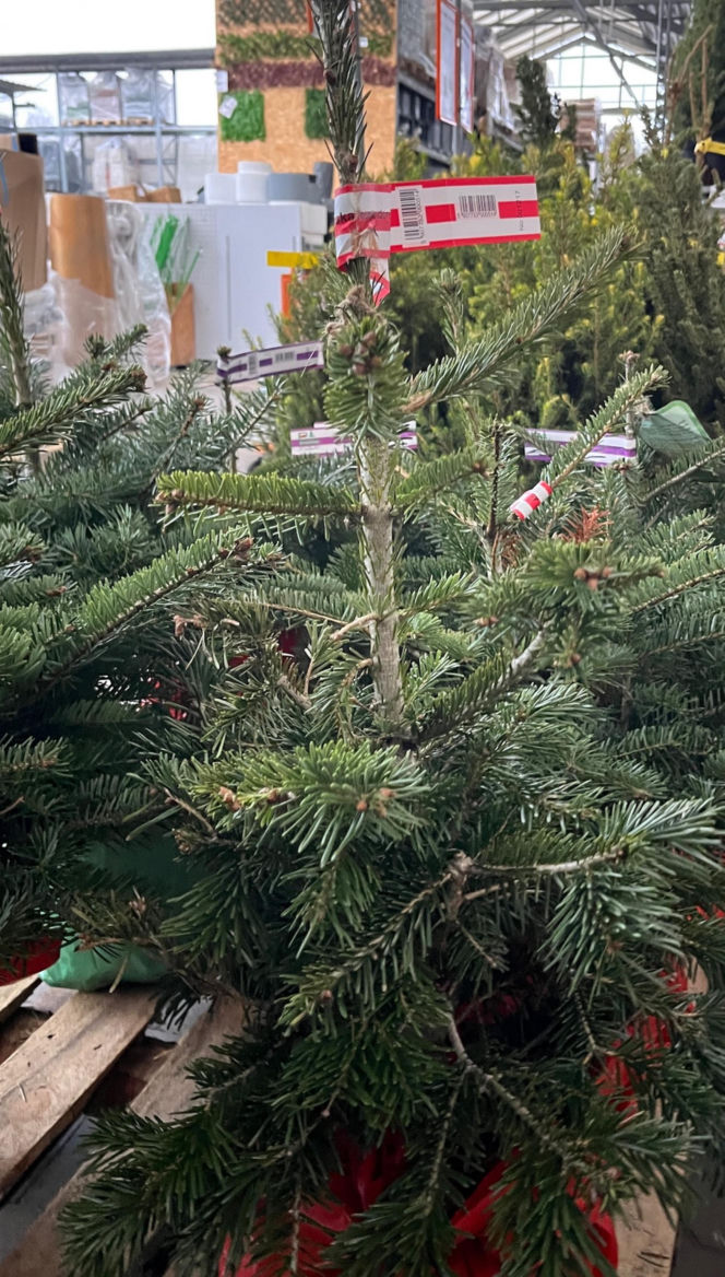 Choinka po świętach nie musi trafić na śmietnik. Lublin daje drzewkom drugie życie