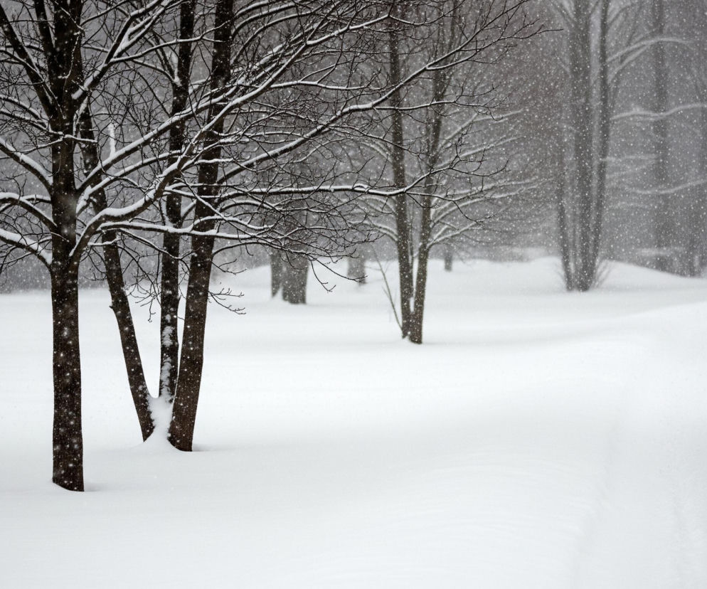 Zimowy krajobraz z obfitymi opadami śniegu. Kilka bezlistnych drzew o ciemnych, nagich gałęziach, pokrytych warstwą białego śniegu, stoi na pierwszym planie po lewej stronie. Ziemia jest całkowicie pokryta grubą warstwą świeżego, białego śniegu, a po prawej stronie widać delikatną ścieżkę lub zagłębienie w jego powierzchni. W tle, w gęstej zamieci, majaczą niewyraźne sylwetki kolejnych drzew, a w powietrzu wirują liczne białe płatki śniegu, nadając scenie mglisty i zimowy charakter.