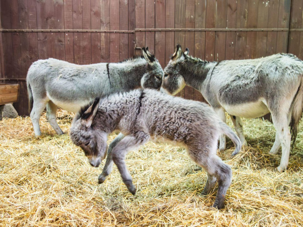 Nowy osiołek w ZOO Wrocław