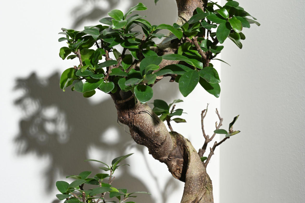 Ficus microcarpa 'Ginseng'