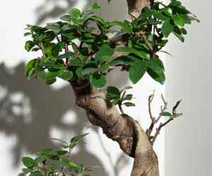 Fikus 'Ginseng': idealne bonsai dla początkujących