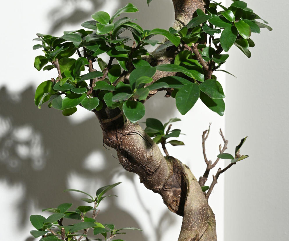 Fikus 'Ginseng': idealne bonsai dla początkujących