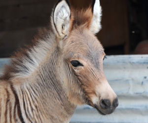 Zebroid