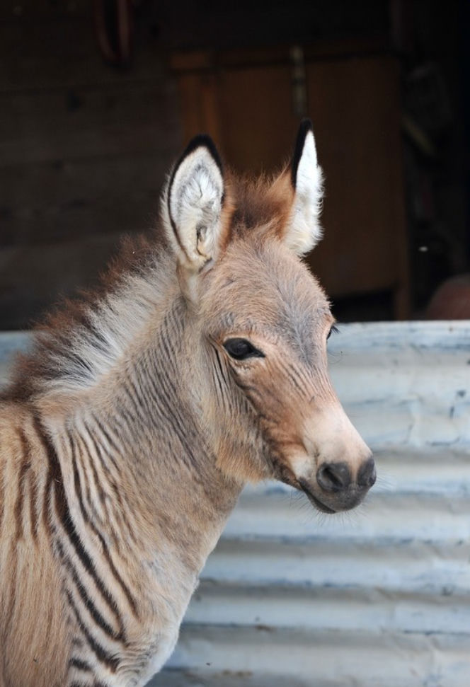 Zebroid