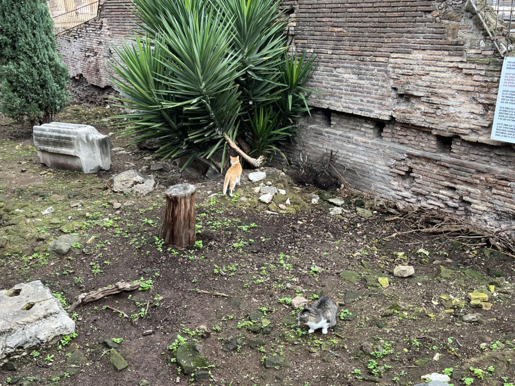 Largo Argentina w Rzymie. Koty zamieszkały w starożytnych ruinach - zobacz zdjęcia