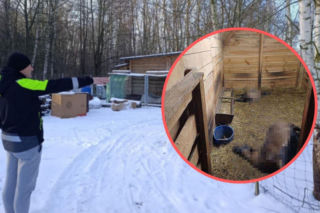 Bestialska rzeź zwierząt pod Siedlcami. Wataha psów sieje postrach. „Boimy się o własne życie 