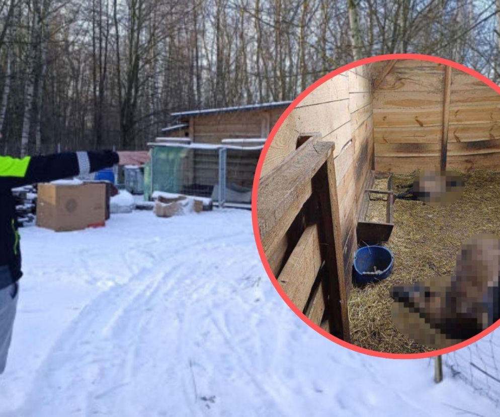 Wataha psów grasuje na wsi. Teraz boimy się o własne życie