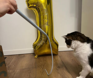 Panduś świętuje rocznicę nowego życia