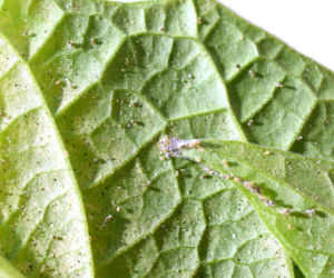 Zetrzyj na tarce i spryskaj kwiaty doniczkowe. Zabije w 3 dni przędziorki i uwolni rośliny od szkodników. Naturalny sposób na przędziorki 