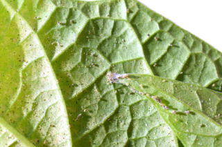 Zetrzyj na tarce i spryskaj kwiaty doniczkowe. Zabije w 3 dni przędziorki i uwolni rośliny od szkodników. Naturalny sposób na przędziorki 