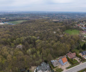 Kraków ma nowy las