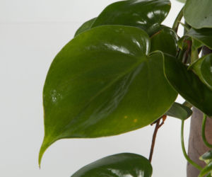Filodendron pnący