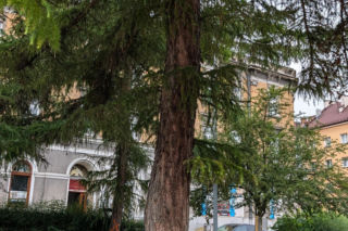 Wycinka drzew w Tarnowie. Mieszkańcy protestują przeciwko usunięciu świerków z Placu Drzewnego