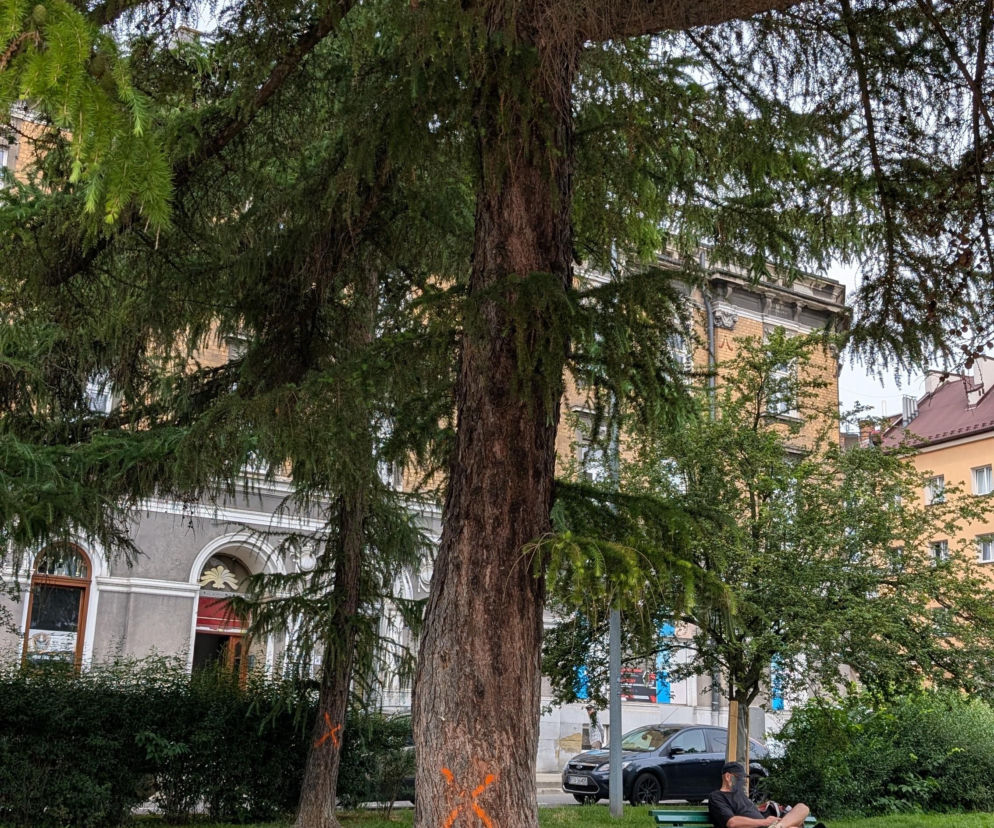 Pnie świerków na Placu Drzewnym oznaczone pomarańczowymi krzyżami. O proteście mieszkańców przeczytasz na Eska Tarnów.