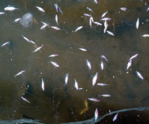 Rybi dramat w Białymstoku. Tysiące martwych ryb pod lodem