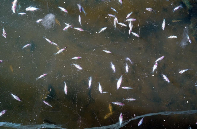 Rybi dramat w Białymstoku. Tysiące martwych ryb pod lodem