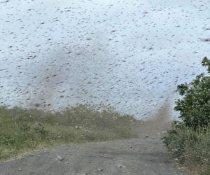 Szok! Tornado z komarów. Inwazja jakiej jeszcze nie było
