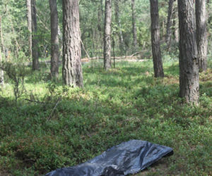 Tragedia podczas wycinki drzew. Olbrzymi konar zmiażdżył Pawła w lesie