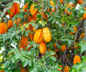 Karambola
