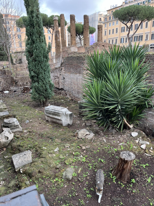 Largo Argentina w Rzymie. Koty zamieszkały w starożytnych ruinach - zobacz zdjęcia