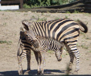 Zebra Chapmana