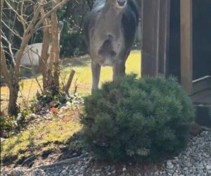 Szokujące nagranie z ogrodu Ewy Gawryluk! Takich gości się nie spodziewała