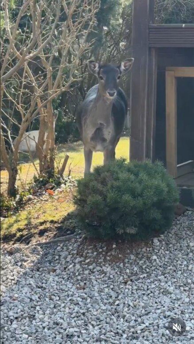 Szokujące nagranie z ogrodu Ewy Gawryluk! Takich gości się nie spodziewała