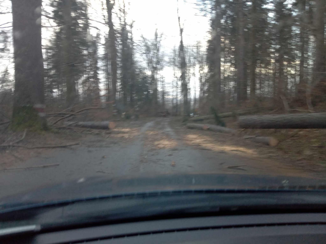 Drzewa na trasie między Karłowem a Radkowem w powiecie kłodzkim 