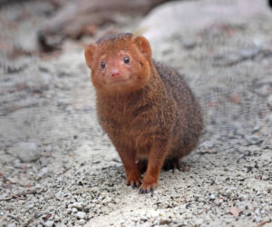 Mangusteczki karłowate, choć mają zaledwie kilkadziesiąt centymetrów długości, potrafią zaskoczyć energią, sprytem i… niezwykłym życiem towarzyskim