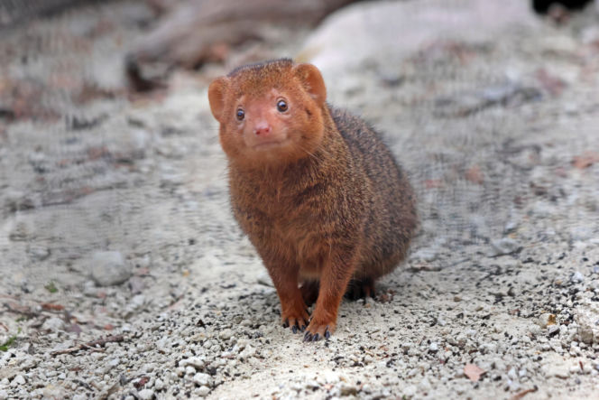 Mangusteczki karłowate, choć mają zaledwie kilkadziesiąt centymetrów długości, potrafią zaskoczyć energią, sprytem i… niezwykłym życiem towarzyskim