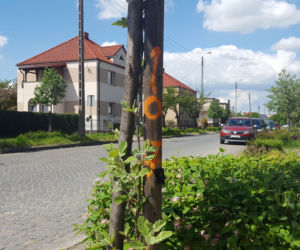 Do wycięcia? Drzewa na Święciechowskiej w Lesznie ponumerowane