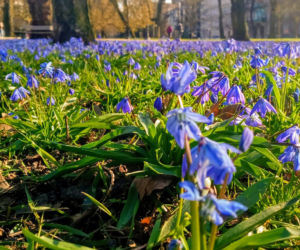 Cebulice kwitną w Szczecinie
