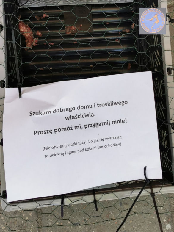 Łódź. Ktoś podrzuca pod sklepy zwierzęta. "Odrobina, ale jednak serca w człowieku"