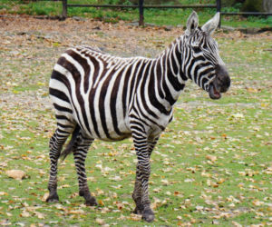 Tak wyglądają zwierzęta mieszkające w śląskim ZOO