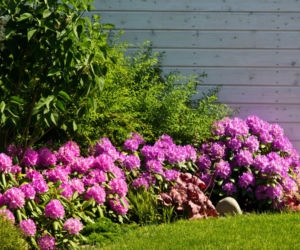 Różanecznik