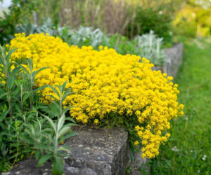 Smagliczka skalna: kiedy kwitnie, jak ją pielęgnować?