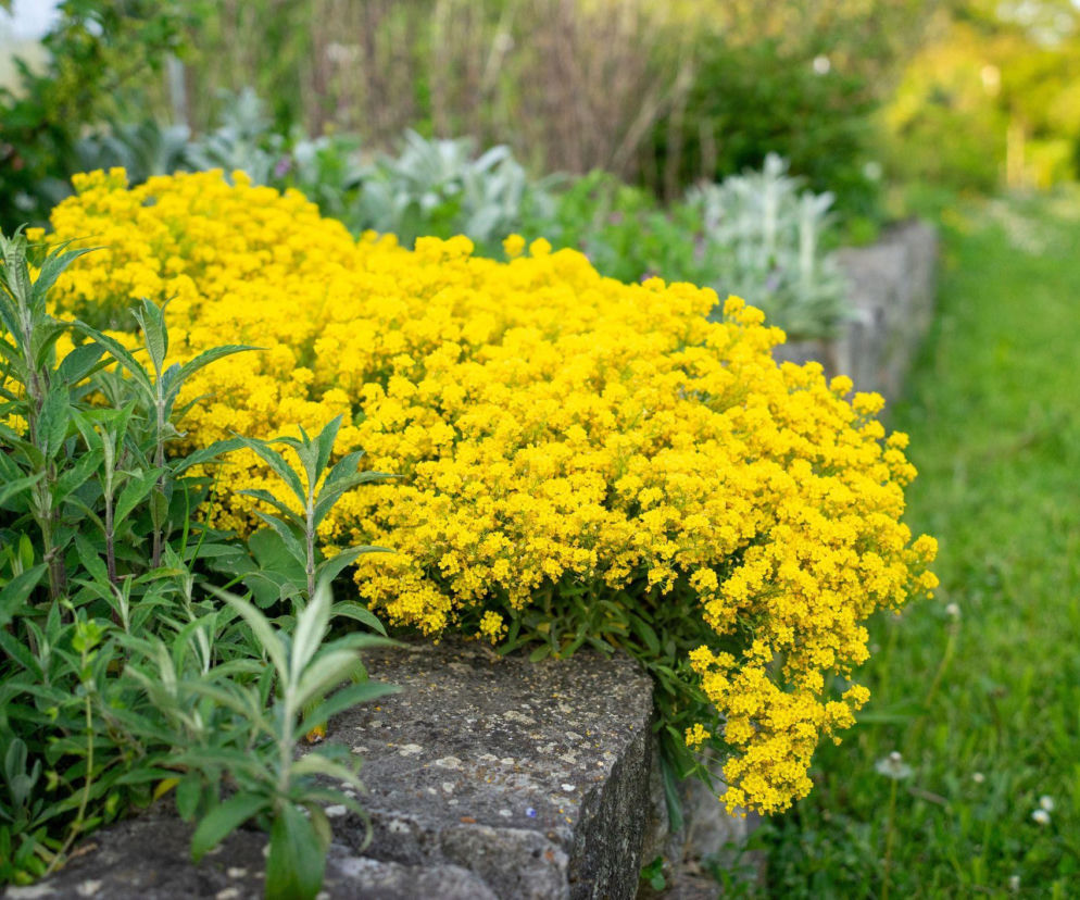 Smagliczka skalna: kiedy kwitnie, jak ją pielęgnować?
