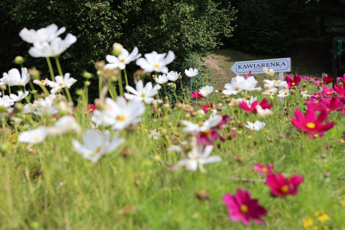 Kwitnący Ogród Botaniczny UMCS w Lublinie