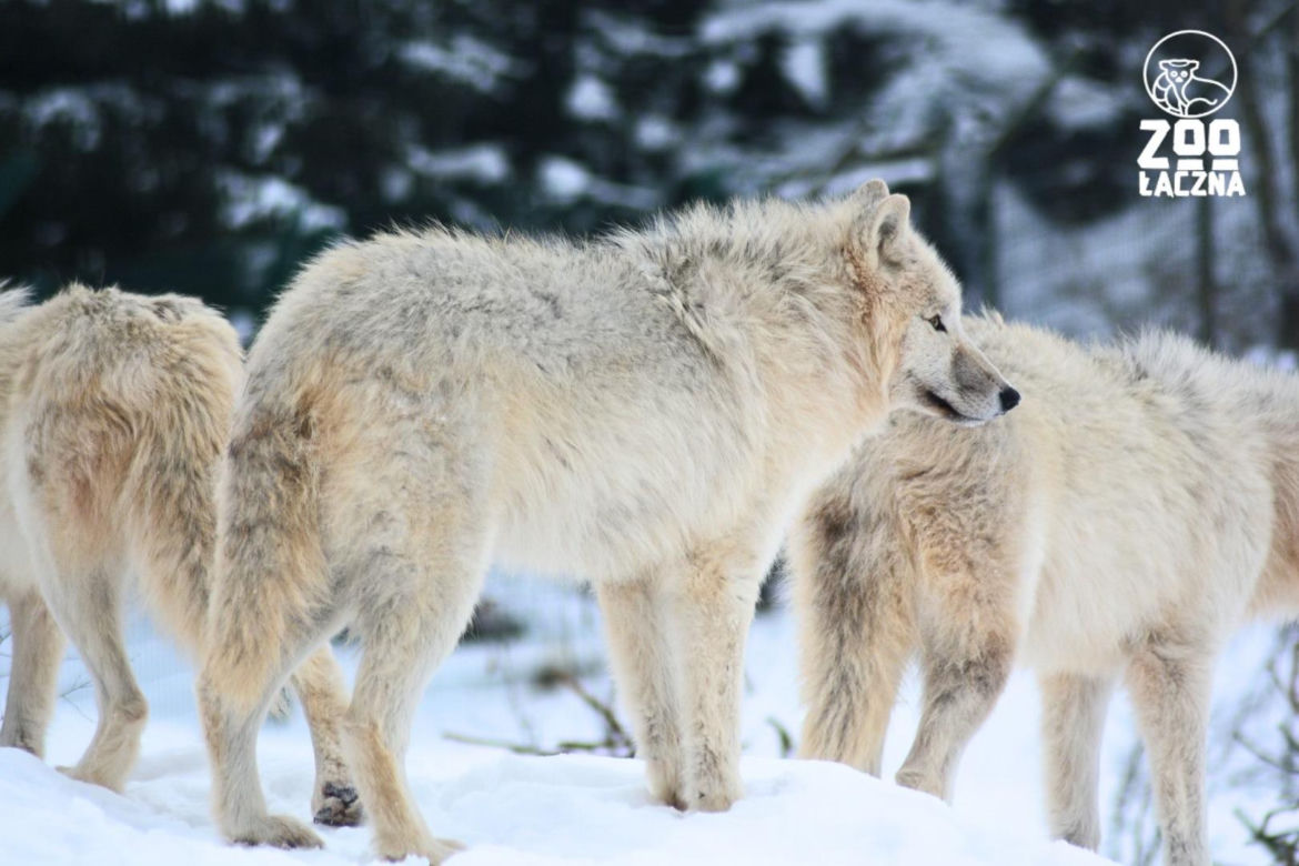Takiego ZOO w Polsce jeszcze nie było! Chata polarna z wilkami to absolutny hit